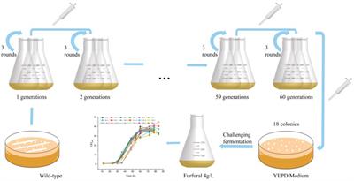 Adaptive laboratory evolution to obtain furfural tolerant Saccharomyces cerevisiae for <mark class="highlighted">bioethanol production</mark> and the underlying mechanism